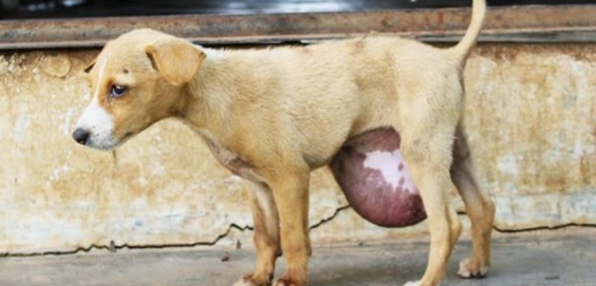 Adorable Street Puppy Found with a Huge Hernia—Now Safe After Rescue