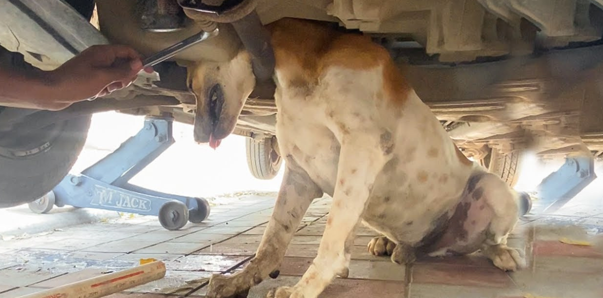 "Dog's Wild Chase Takes a Dangerous Turn: Head Trapped, Leading to a Second Rescue Attempt!