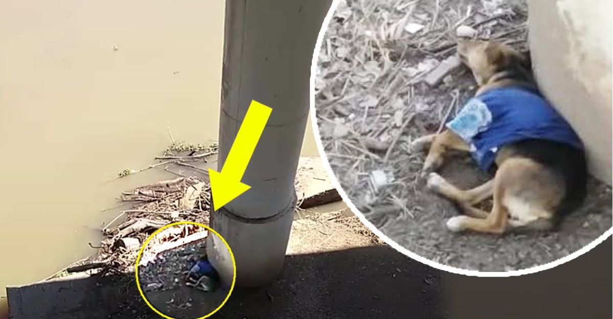 Heartbreaking Moment: Abandoned Puppy in a Swimsuit, Collapsing and Begging His Owner Not to Leave!