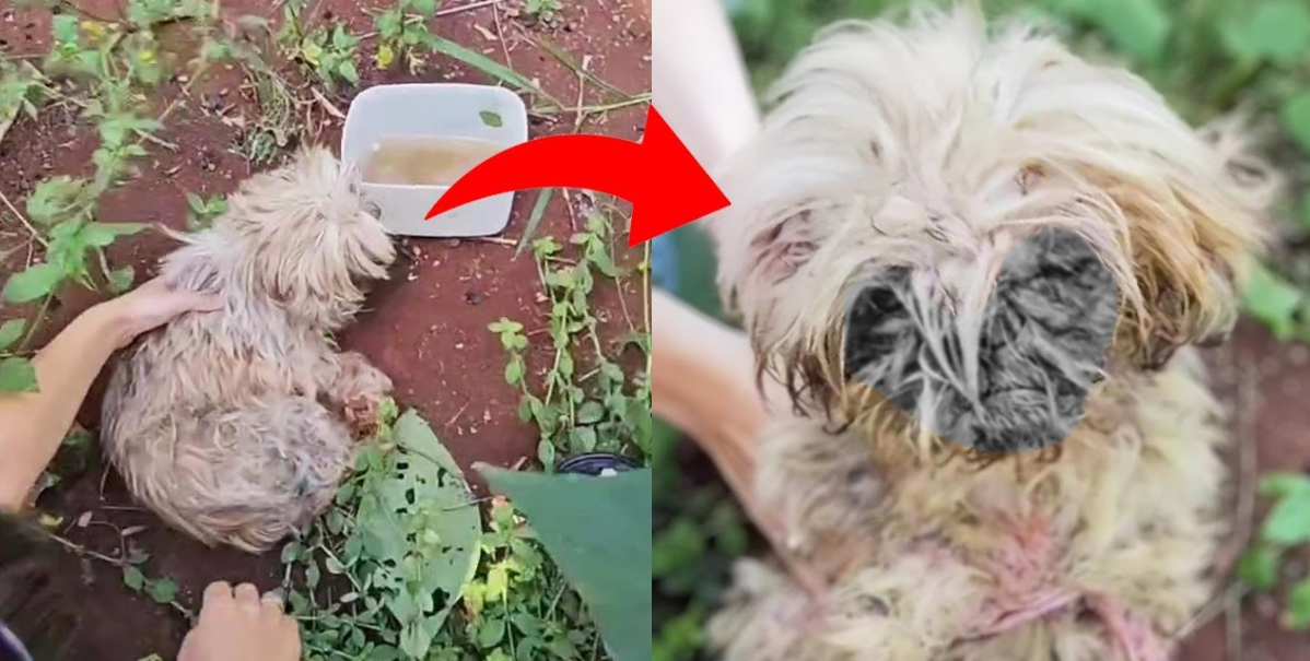 Tragic Fate: Abandoned Elderly Dog Weeping as Maggots Devour His Body