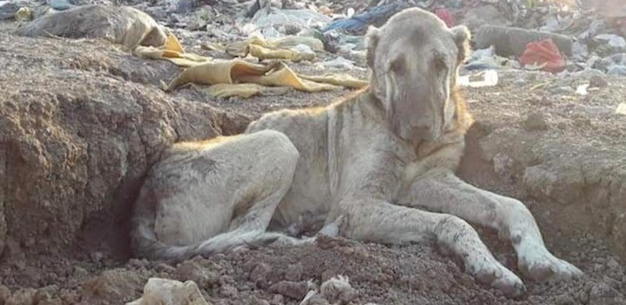 From Trash to Treasure: Kratos's Incredible Transformation and Journey to a Loving Home!