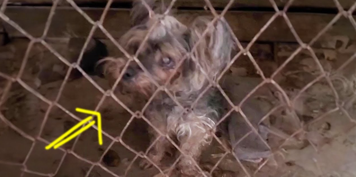 10 Years in Captivity: Blind Mama Dog Finally Finds Love and a New Beginning!