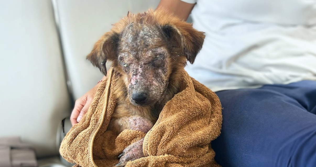 Rejected for Being 'Ugly,' This Puppy Finally Finds a Loving Home That Sees Her True Beauty!