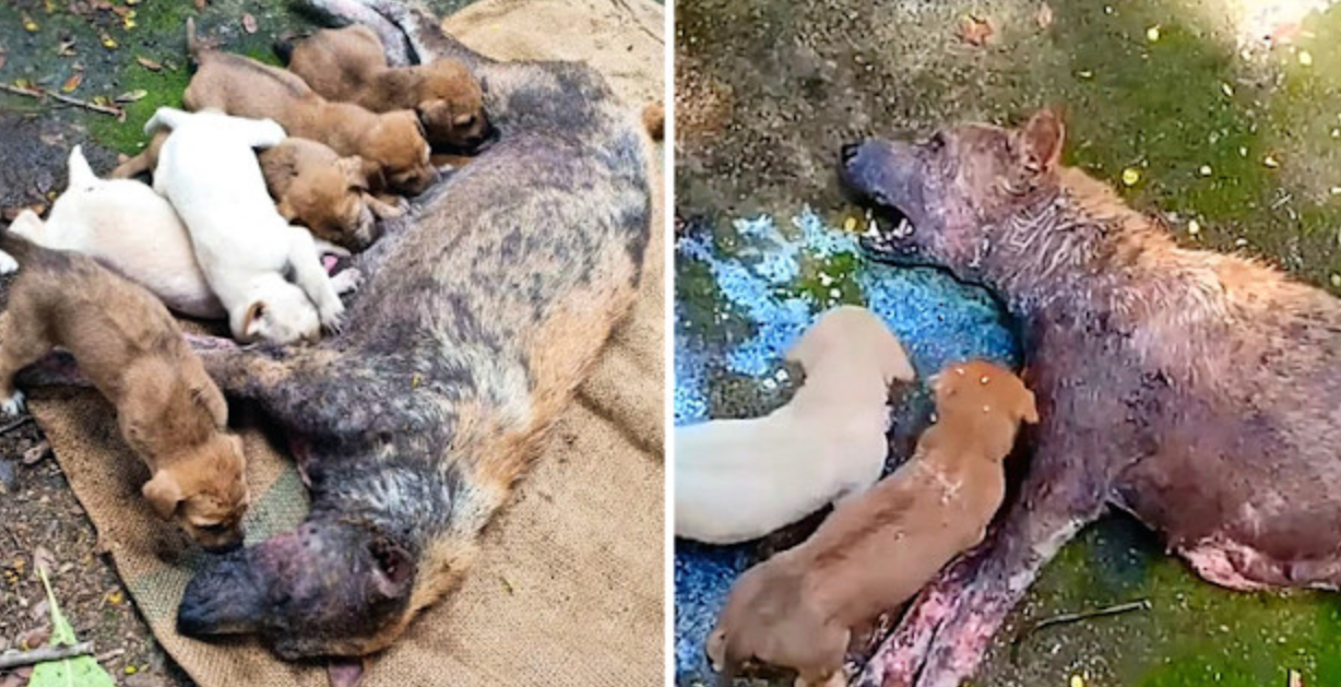 Tired and Overwhelmed, Mother Dog Cries for Help While Struggling to Care for Her Puppies!