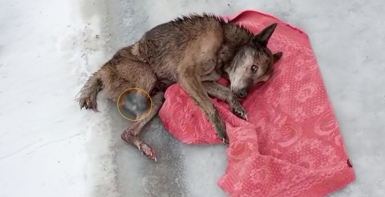 Abandoned and Cold, a Three-Legged Senior Dog Finds New Hope