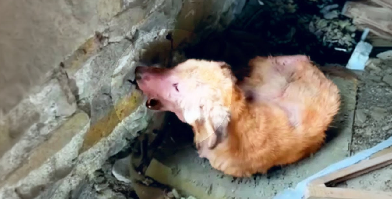 Starving and Abused, a Dog Eats Bricks to Survive