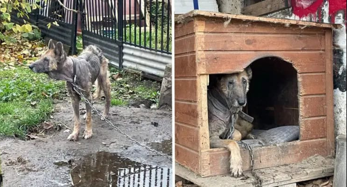 Abandoned Dog Finds Hope and Love Through Compassionate Rescue