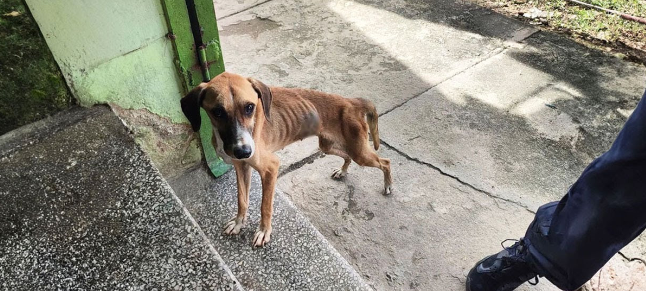 From Despair to Hope: Ella's Journey to a Second Chance