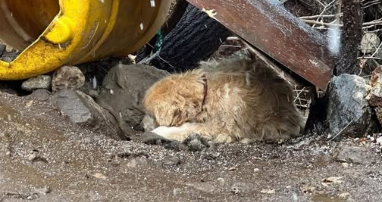 Dog Spent 10 Years Tied Near a Cliff, Breaks Down When He Finally Meets Loving Humans