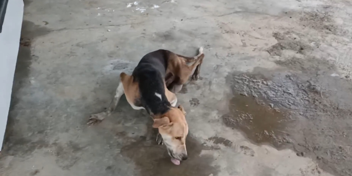 Paralyzed and Scared, Injured Dog Finds Hope with Rescue Team's Help