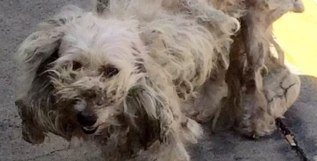 Matted Dog at Gas Station Knew Exactly Who to Turn to for Help
