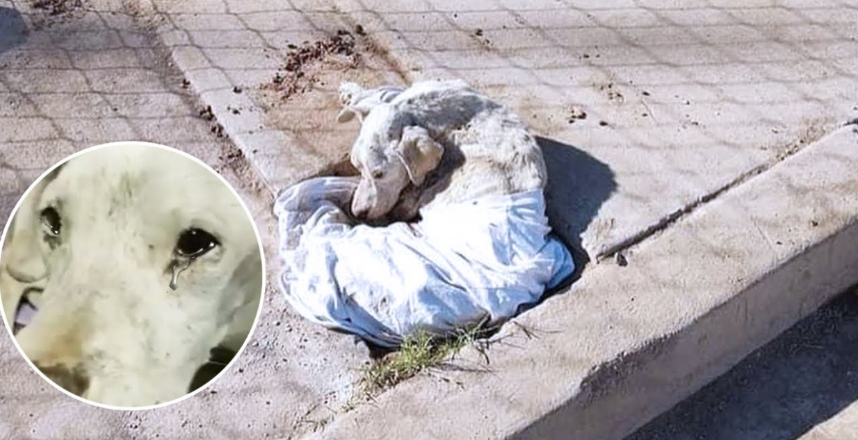 Ignored for Days, He Burst into Tears When Help Finally Arrived
