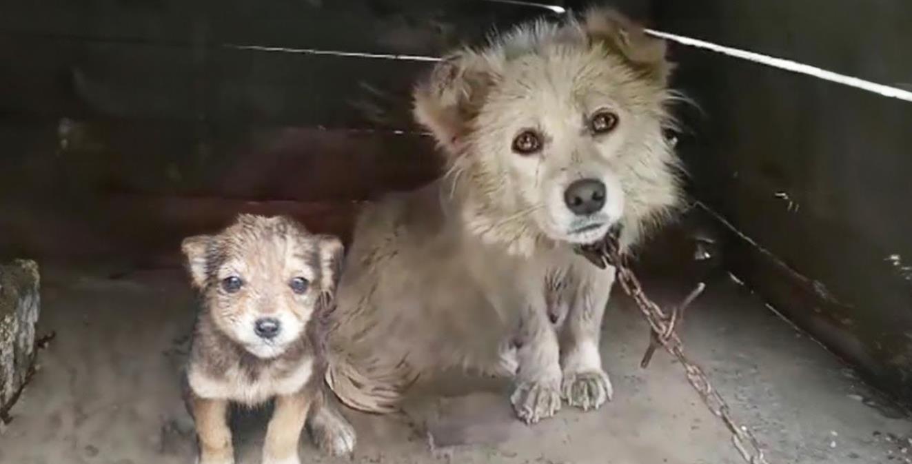 A Mother's Heartfelt Plea: "Please Help Save My Puppies"