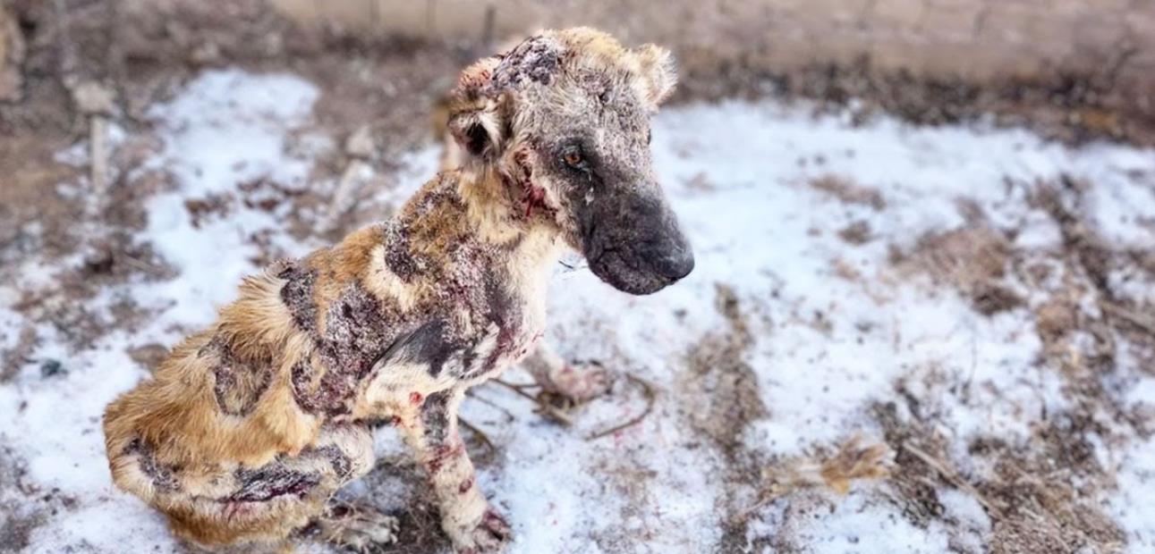 Abandoned and Tied to a Tree, He Spent 150 Days Becoming the Dog He Was Meant to Be