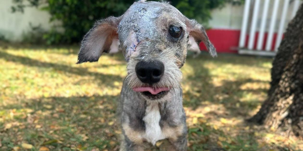 One-Eyed and Collapsing, He Pleaded for Help—But No One Stopped