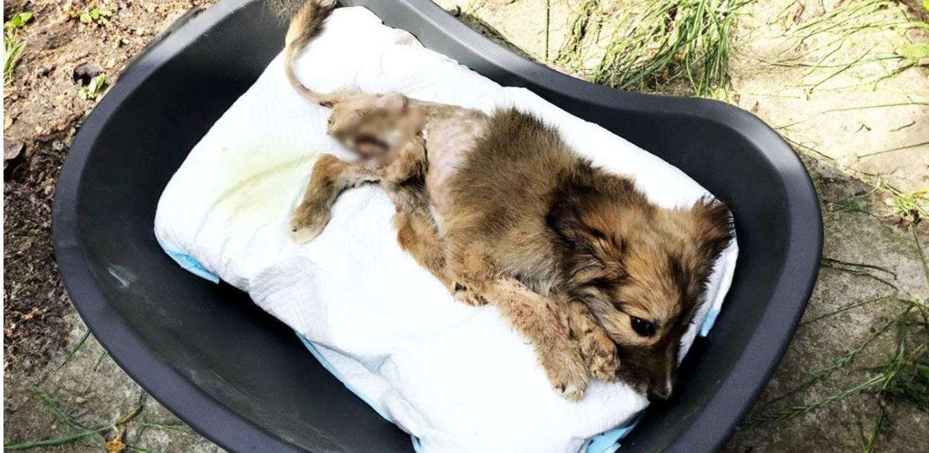 Paralyzed and Begging, Yet His Story Was Far From Over