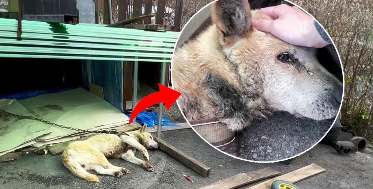 Chained for 11 Years, But Lucky Finally Found His True Freedom