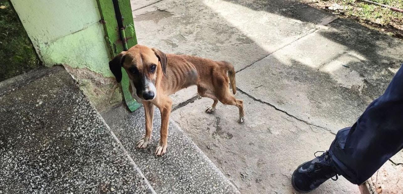 From Despair to Hope: Ella's Battle for a Second Chance