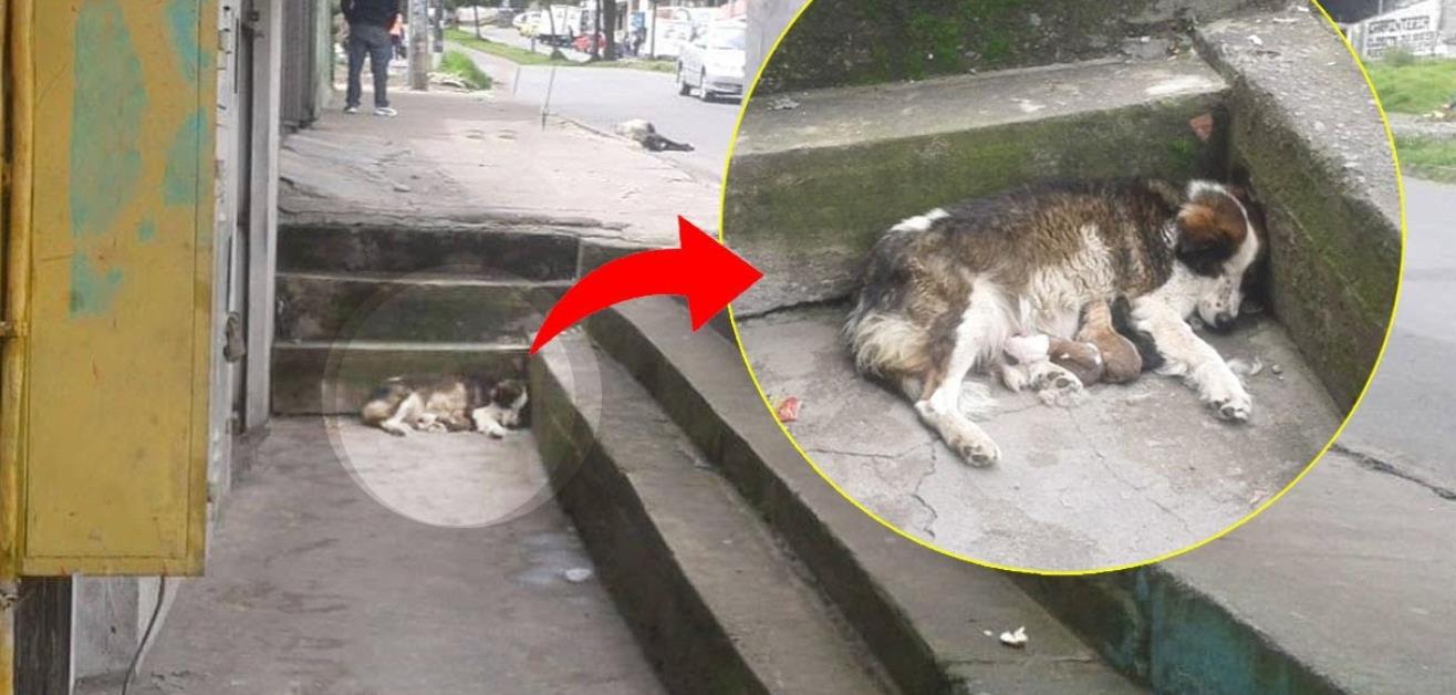 Discarded Before Birth, Now Embraced by Love