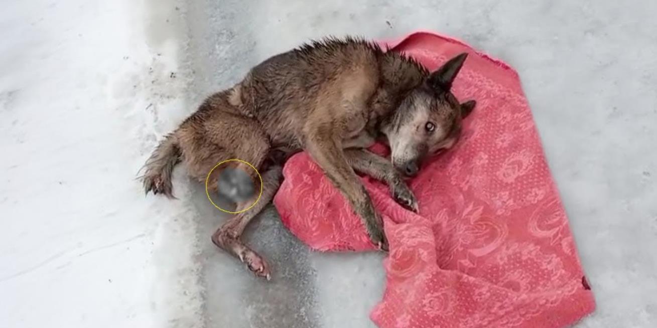 Abandoned and Shivering, an Elderly Three-Legged Dog Discovers Hope Once More