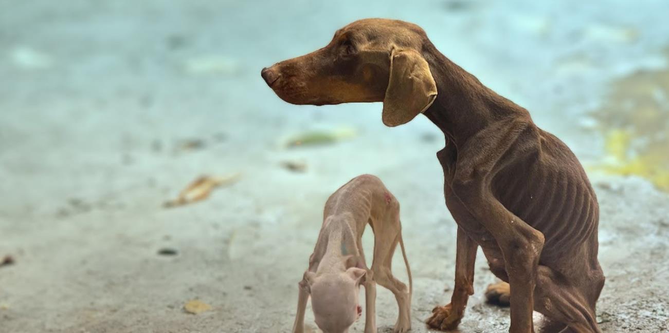 Locked Away and Starved, These Dogs Pleaded for Rescue – Now They're Thriving