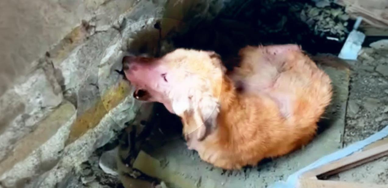 Bullied and Starving, a Dog Ate Bricks Just to Survive