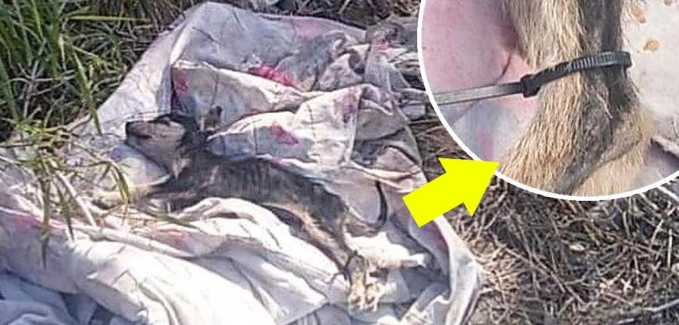 Left in a Landfill, a Tied-Up Puppy Cried Out for Mercy