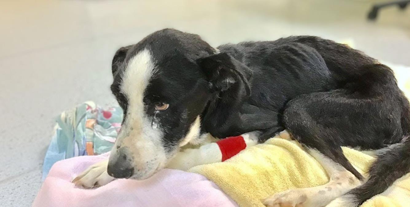 Dog Breaks Down in Tears After Receiving Kindness for the First Time, Punished for Being Playful
