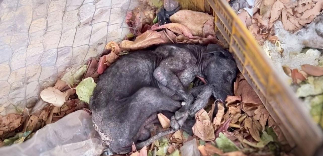 Neglected and Shaking, an Elderly Dog Experiences Love for the First Time