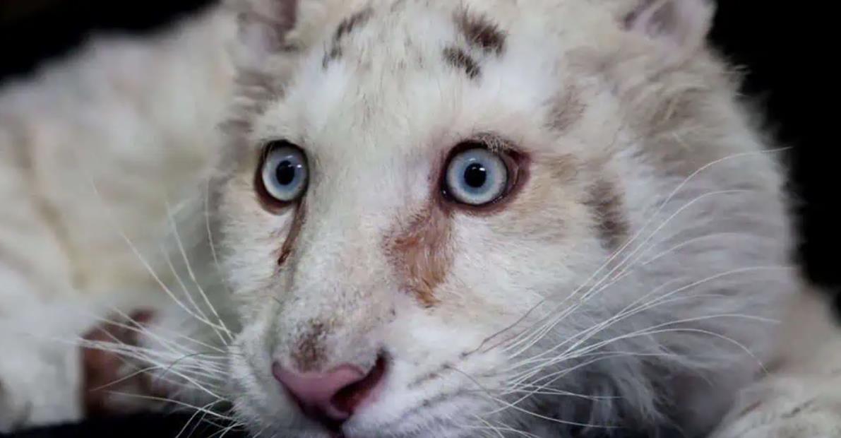 Rescued Tiger Cub's Journey to Survival: Urgent Care and a Hopeful Story