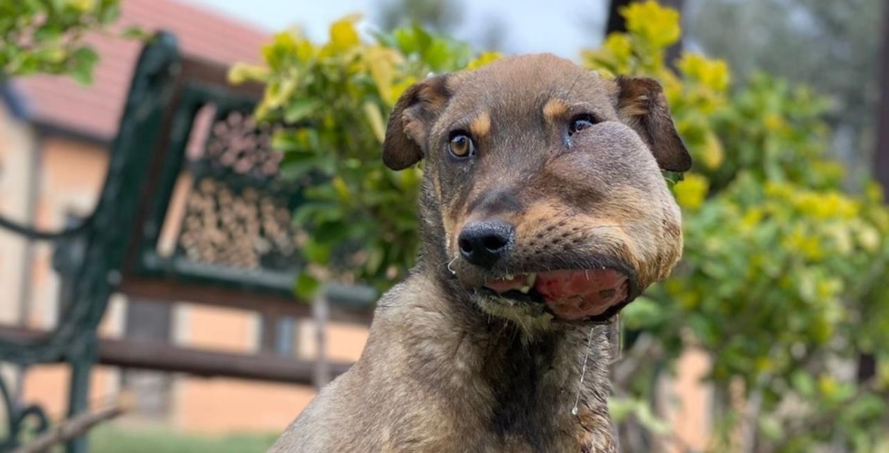 From Stray to Superstar: Brady's Journey of Resilience and Love
