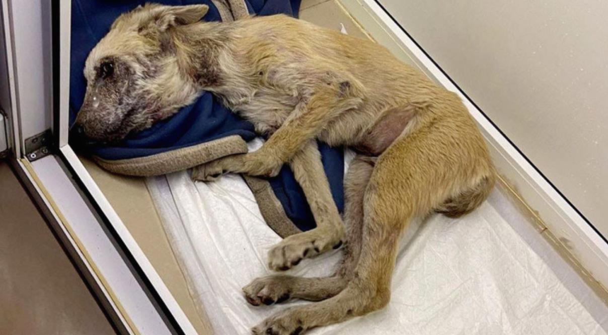From Despair to Happiness: Zippo's Inspiring Journey to a New Life