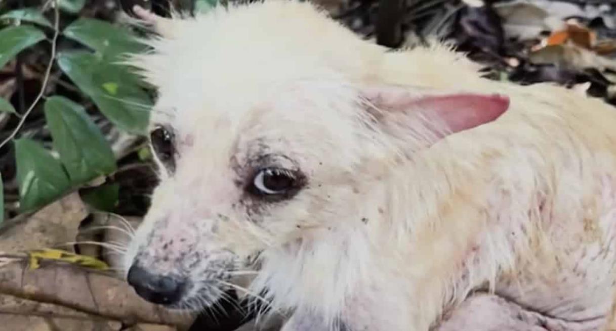 From Shivering in the Woods to a Happy Life: Hope's Amazing Transformation