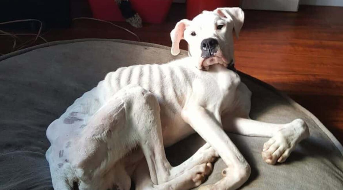 A Stray Dog's Remarkable Journey: From the Woods to a Loving Home