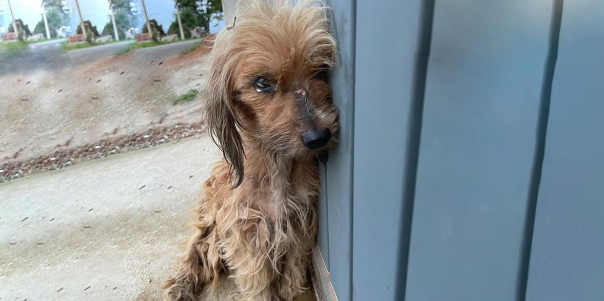 From Abandoned to Adored: Mila's Inspiring Rescue and Amazing Transformation