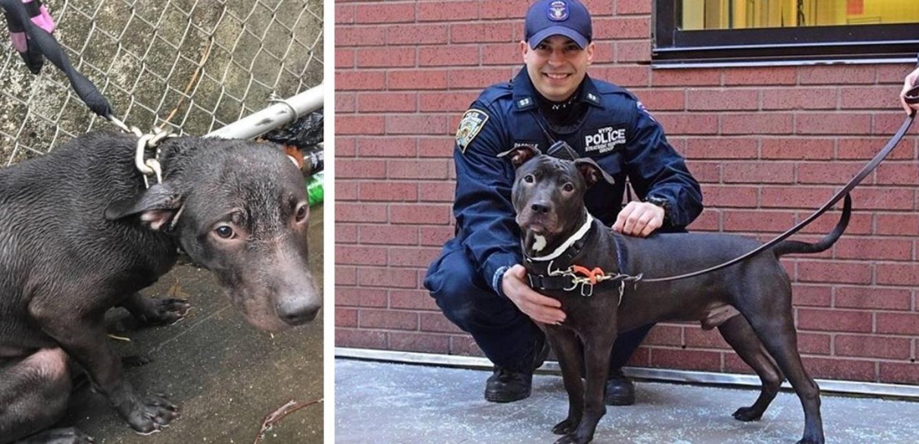 Officer's Compassion Gives Abandoned Dog a New Beginning
