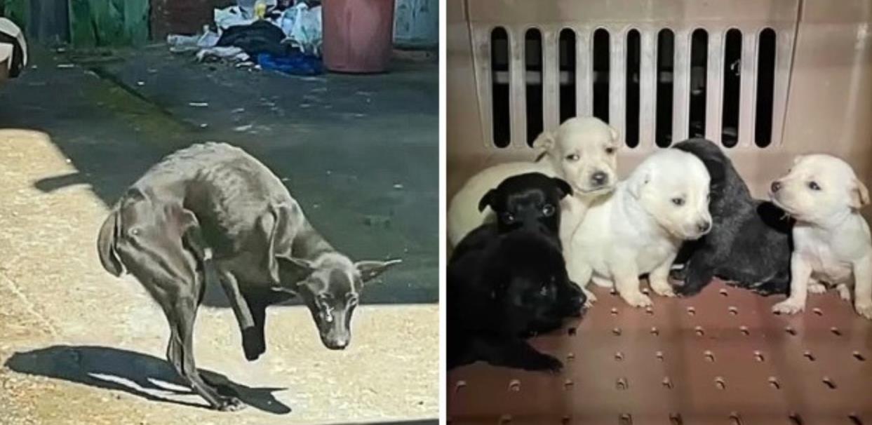 Heroic Mother Dog Risks It All to Save Her Puppies, Despite Losing Her Front Paws