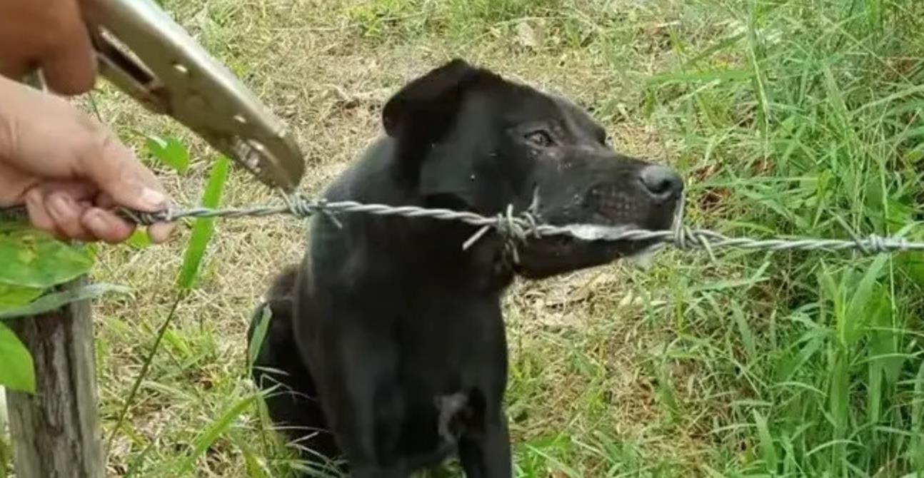 The Joy of Dogs: Loving Companions, Healers, and Sources of Happiness