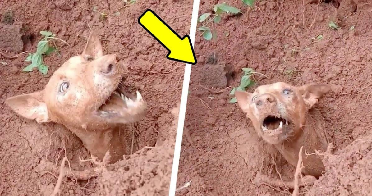 Mud, Miracles, and Motherly Love: An Inspiring Rescue Story from a Village