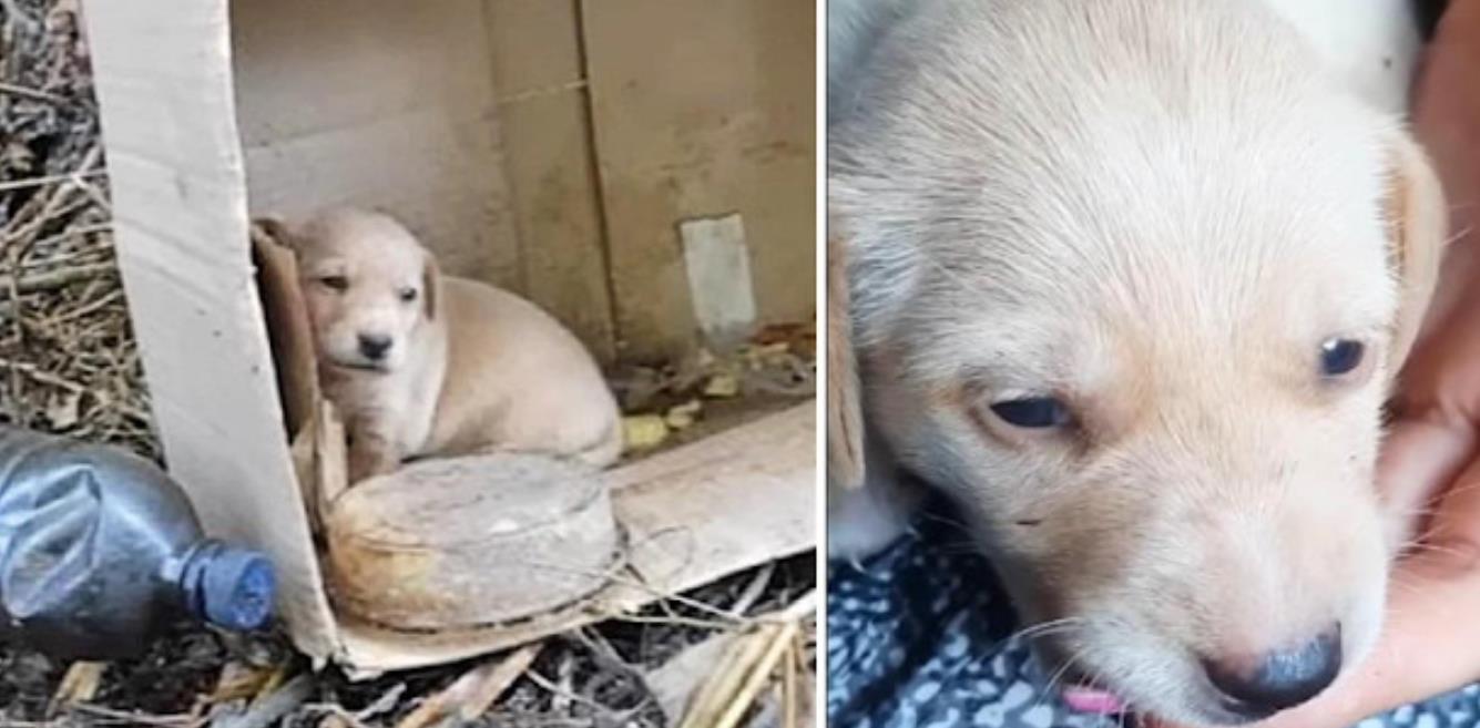 Abandoned Newborn Puppy Finds Love and a Second Chance at Life