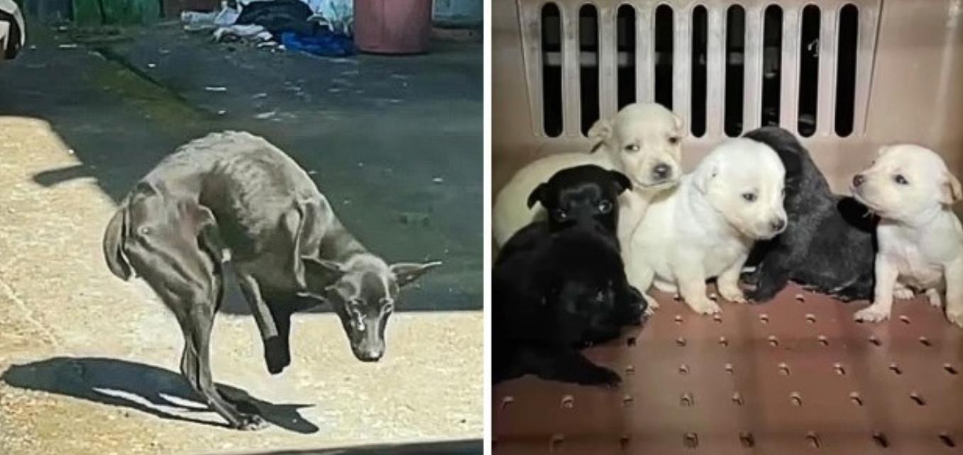 Heroic Mother Dog With No Front Paws Risks It All to Save Her Puppies