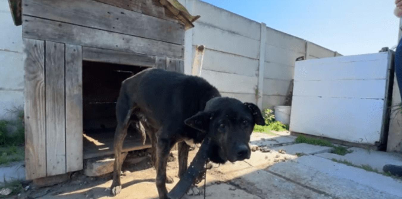 From Chains to Cherished: Jack's Inspiring Journey to Freedom and Love