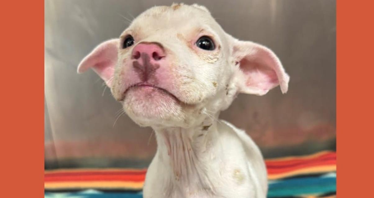 Meet Beetlejuice: The Tiny Fighter Who Never Gives Up