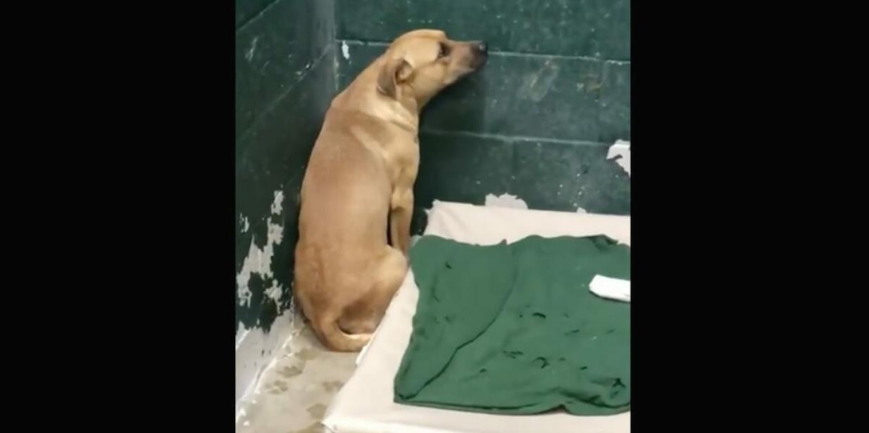 Sweet Dog Dumped at Shelter for Eating Garbage – Too Scared to Do Anything But Stare at the Wall