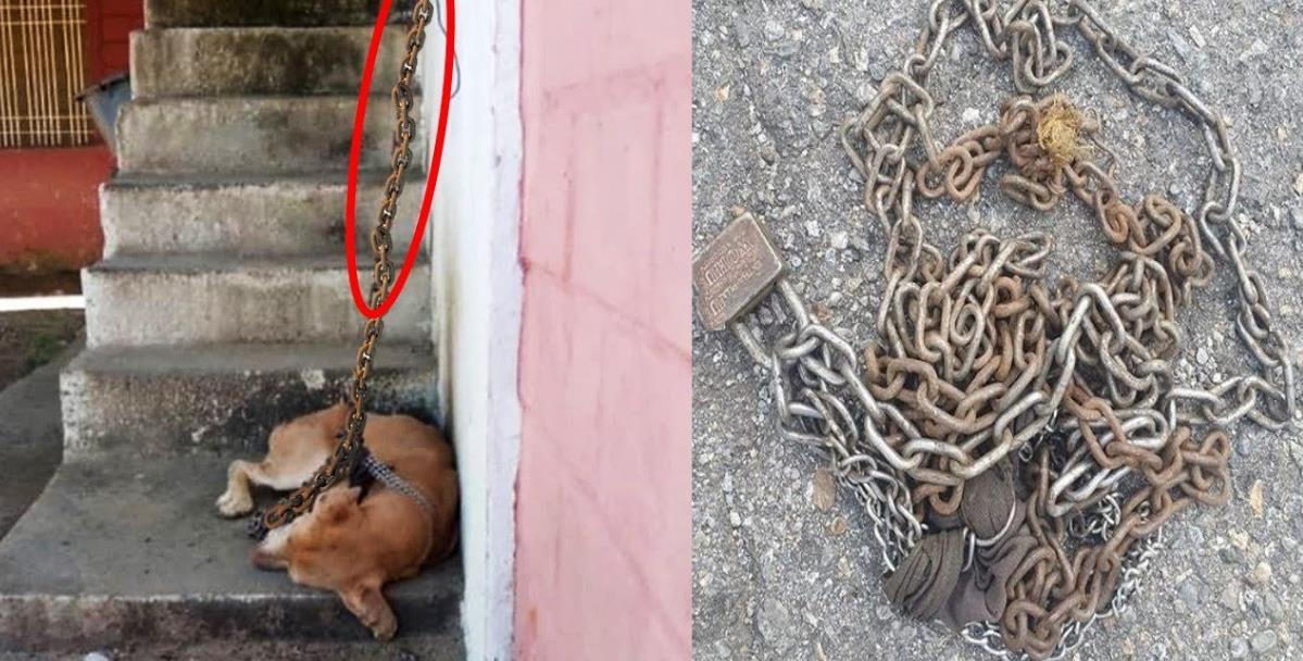 Chained for Years, She Was Stuck on the Stairs—Until Someone Finally Set Her Free