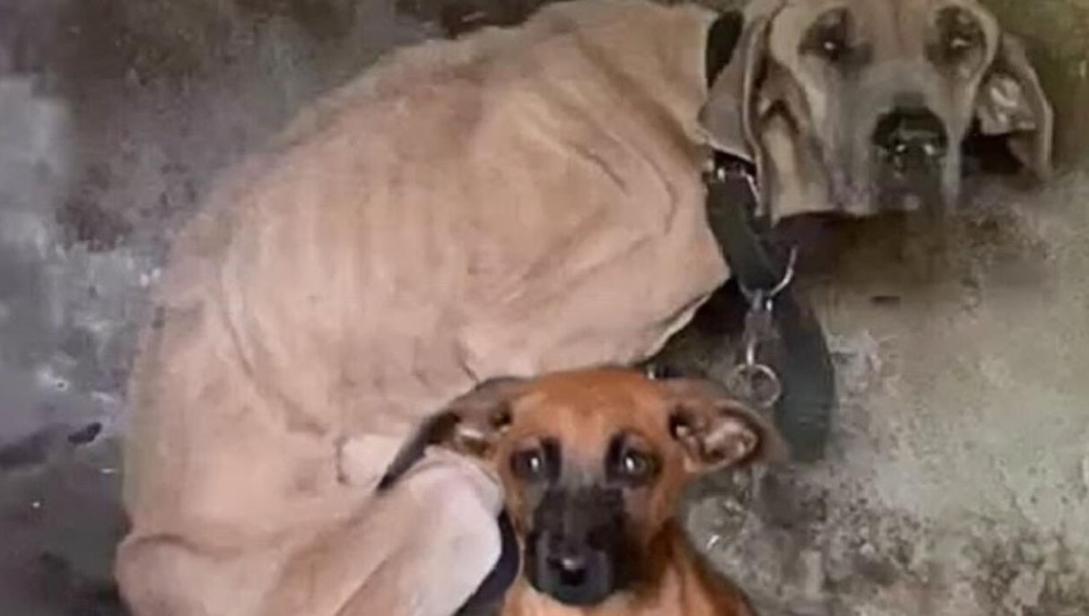 He Tried to Save His Dying Mother—Now This Brave Puppy Finally Has the Life He Deserves