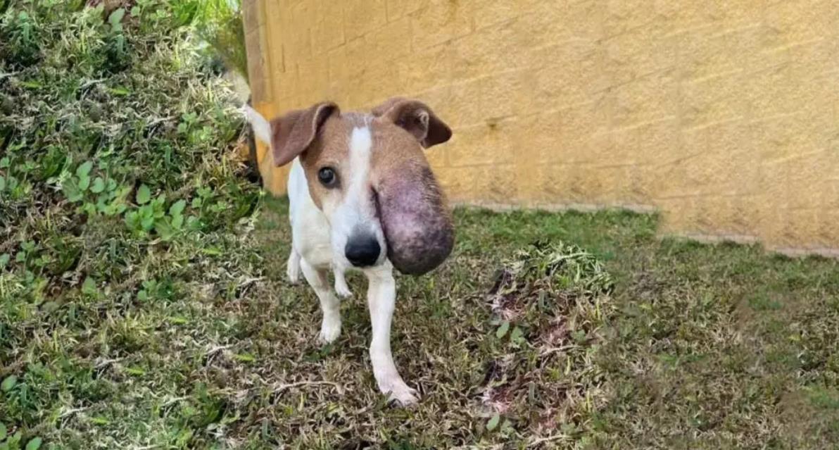 The Unconditional Love of Dogs: More Than Just Pets, They're Family
