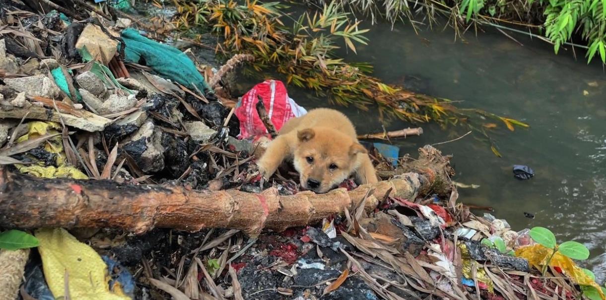 Rescued at Last: This Abandoned Dog's Heartfelt Plea Was Finally Heard