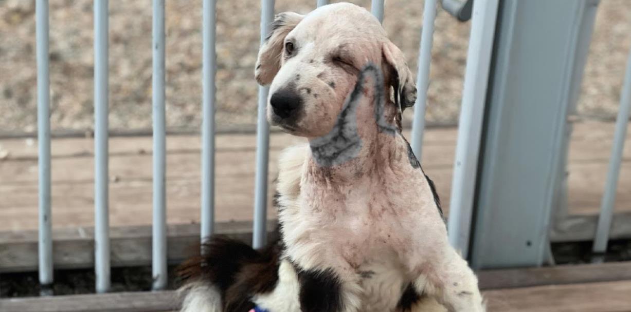 From Abandoned to Adored: Chito's Heartwarming Journey to a Forever Home