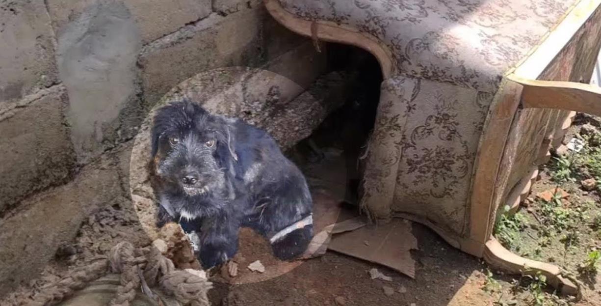 Chained for Years, Max Shed Tears the First Time He Felt Love